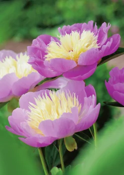 Luktpion 'Bowl of Beauty'>Omnia garden Outlet