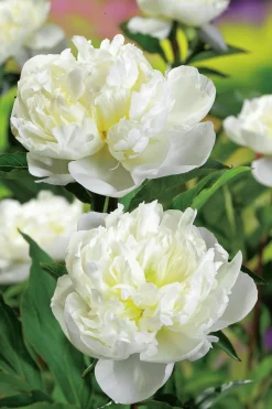 Luktpion 'Duchesse de Nemours' 2L>Omnia garden Outlet
