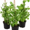 Luktärt lat. Lathyrus odoratus Mix>Mäster Grön Hot