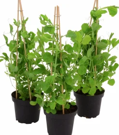 Luktärt lat. Lathyrus odoratus Mix>Mäster Grön Hot