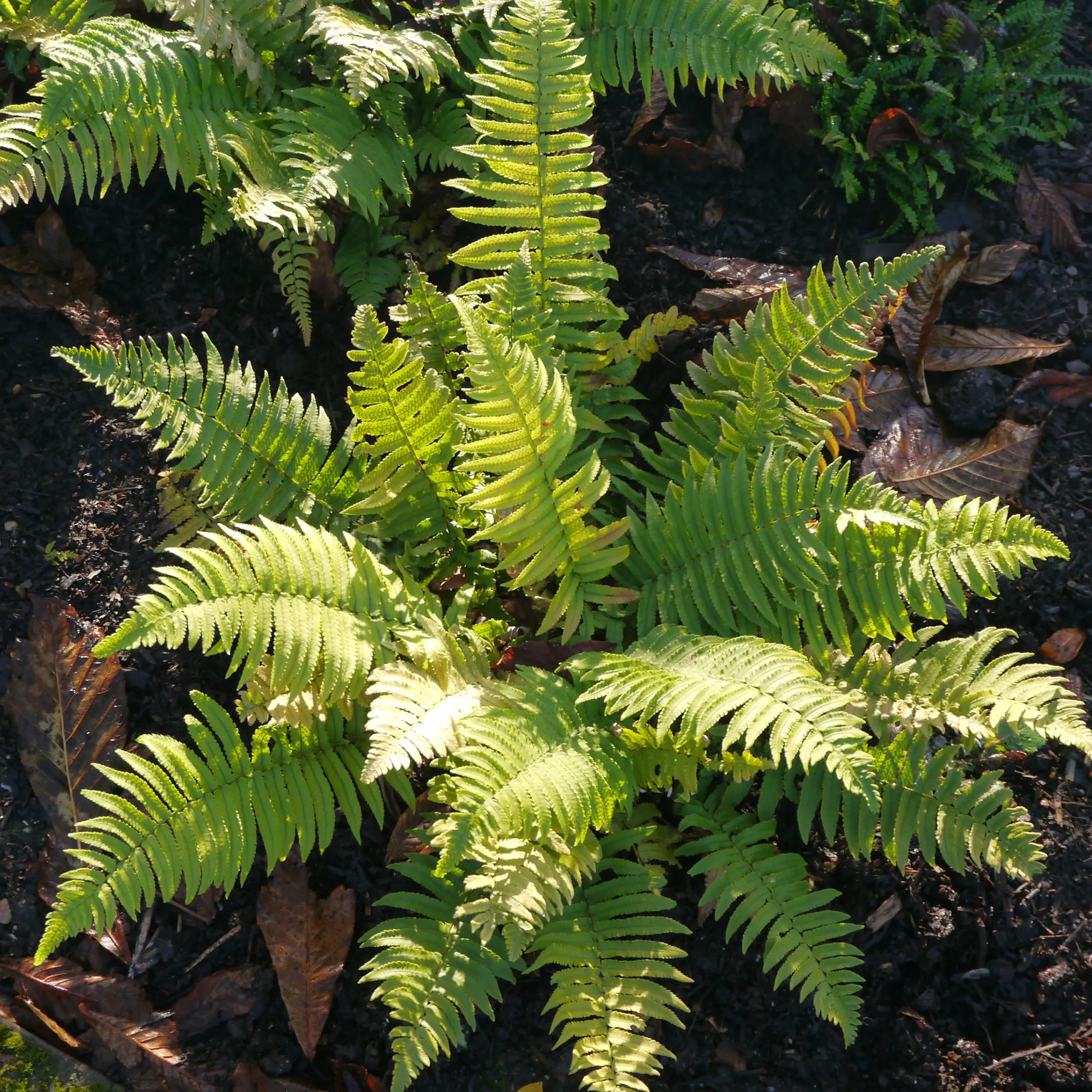 Lurvbräken ormbunke>Omnia garden