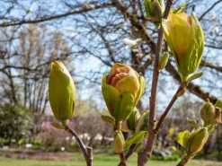 Magnolia 'Sunsation'>Omnia garden Clearance