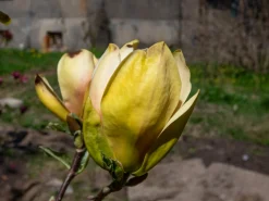 Magnolia 'Sunsation'><noscript><img width=