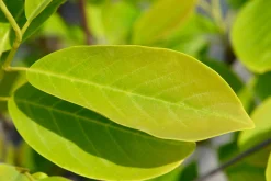 Magnolia 'Sunsation'><noscript><img width=