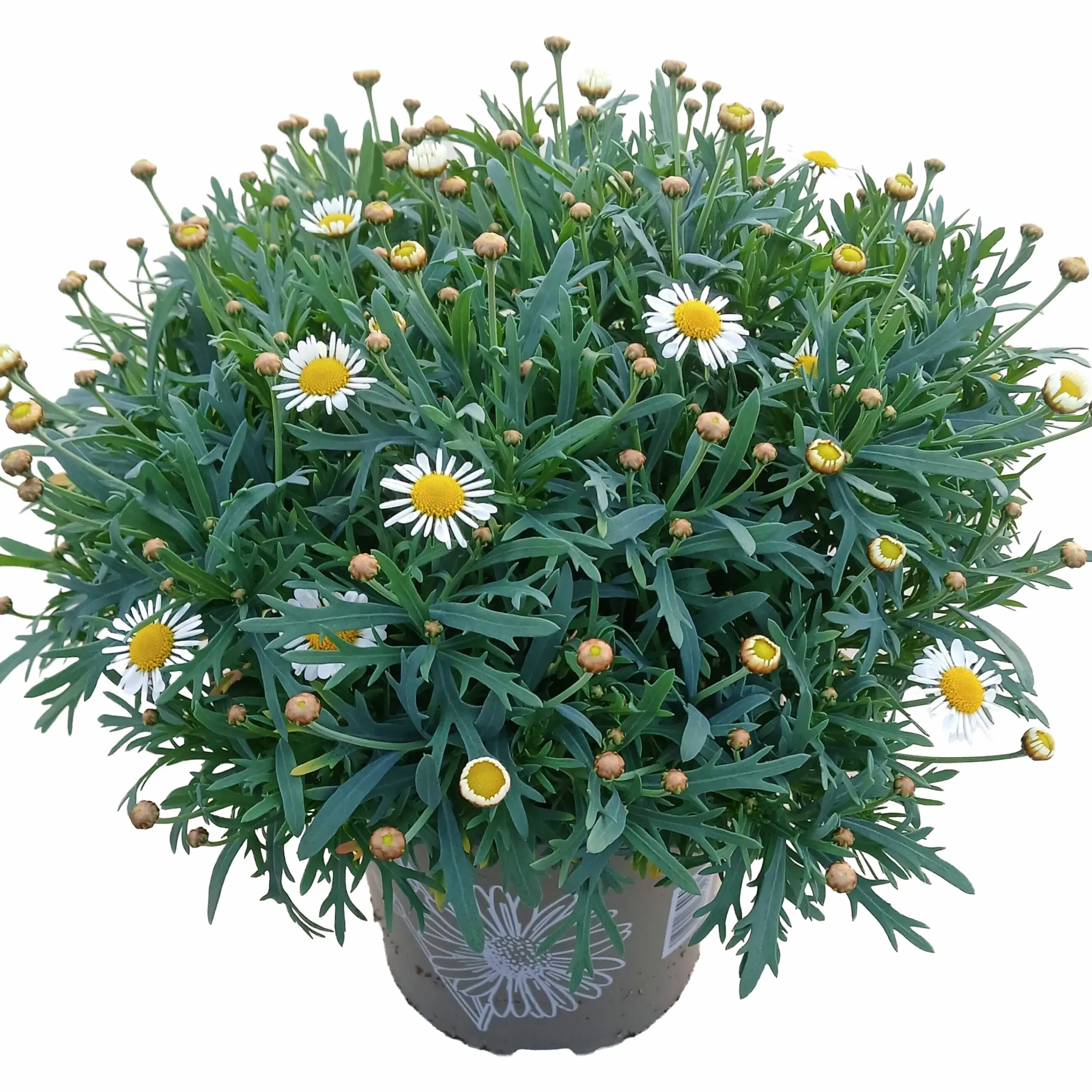 Margerit Busk 19cm>Danblumen Clearance