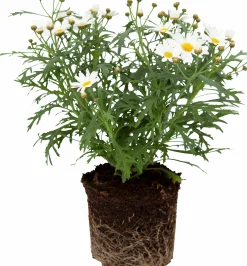 Margerit lat. Argyranthemum frut. ssp foeniculaceum Småblom>Mäster Grön Best