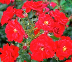 Marktäckande Ros 'Austriana' 'Tanaistrua' Barrotad>Omnia garden Clearance