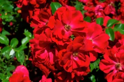 Marktäckande Ros 'Austriana' 'Tanaistrua' Barrotad>Omnia garden Clearance