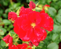 Marktäckande Ros 'Austriana' 'Tanaistrua' Barrotad><noscript><img width=