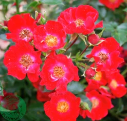 Marktäckande Ros 'Bassino' 'Kormixal' Barrotad>Omnia garden Best