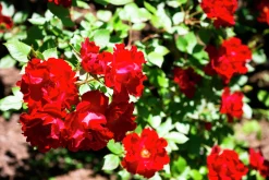Marktäckande Ros 'Bassino' 'Kormixal' Barrotad><noscript><img width=