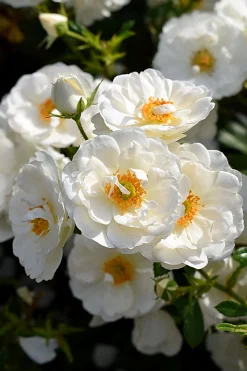 Marktäckande Ros 'Diamond Border' 'Pouldiram' Barrotad>Omnia garden Online
