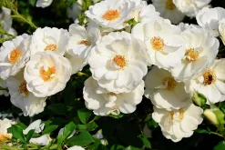 Marktäckande Ros 'Diamond Border' 'Pouldiram' Barrotad><noscript><img width=