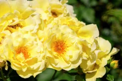 Marktäckande Ros 'Golden Cover' 'Poulgode' Barrotad>Omnia garden Clearance