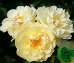 Marktäckande Ros 'Golden Cover' 'Poulgode' Barrotad><noscript><img width=