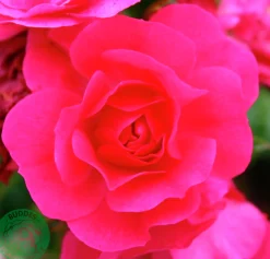 Marktäckande Ros 'Heidetraum' 'Noatraum' Barrotad>Omnia garden Hot