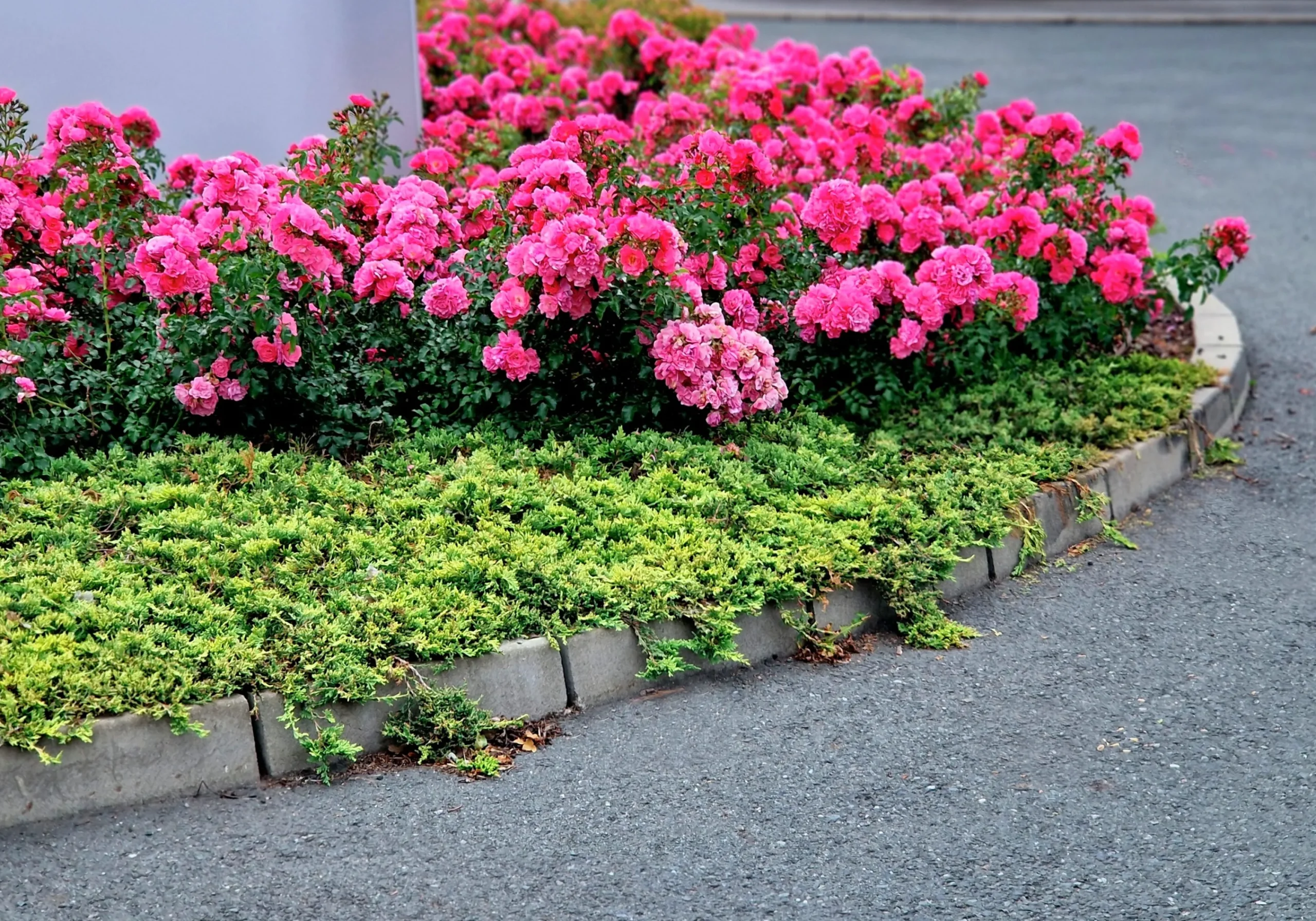 Marktäckande Ros 'Heidetraum' 'Noatraum' Barrotad>Omnia garden Hot