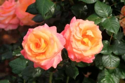 Marktäckande Ros 'Mandarin' 'Korcelin' Barrotad>Omnia garden Best