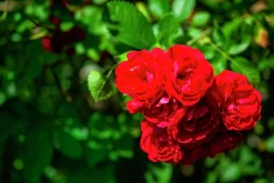 Marktäckande Ros 'Red Fairy' 'Moredfar' Barrotad>Omnia garden New