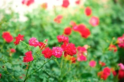 Marktäckande Ros 'Red Fairy' 'Moredfar' Barrotad><noscript><img width=