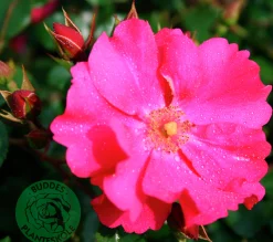 Marktäckande Ros 'Sommermärchen' 'Korpinka' Barrotad>Omnia garden Hot