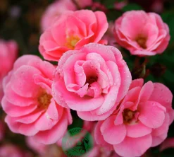 Marktäckande Ros 'Sweet Cover' 'Poulweet' Barrotad>Omnia garden Clearance