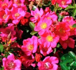 Marktäckande Ros 'Tommelise' 'Kortenay' Barrotad>Omnia garden Hot