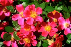 Marktäckande Ros 'Tommelise' 'Kortenay' Barrotad>Omnia garden Hot
