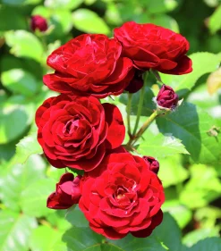 Marktäckande Ros 'Velvet Cover' 'Poulria' Barrotad>Omnia garden Best