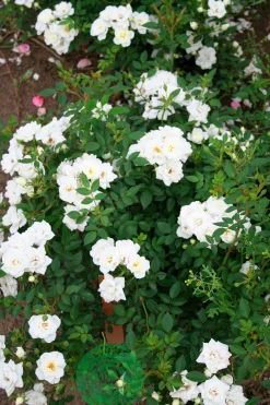 Marktäckande Ros 'White Cover' 'Poulcov' Barrotad>Omnia garden Best