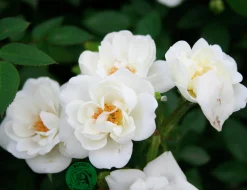 Marktäckande Ros 'White Cover' 'Poulcov' Barrotad>Omnia garden Best