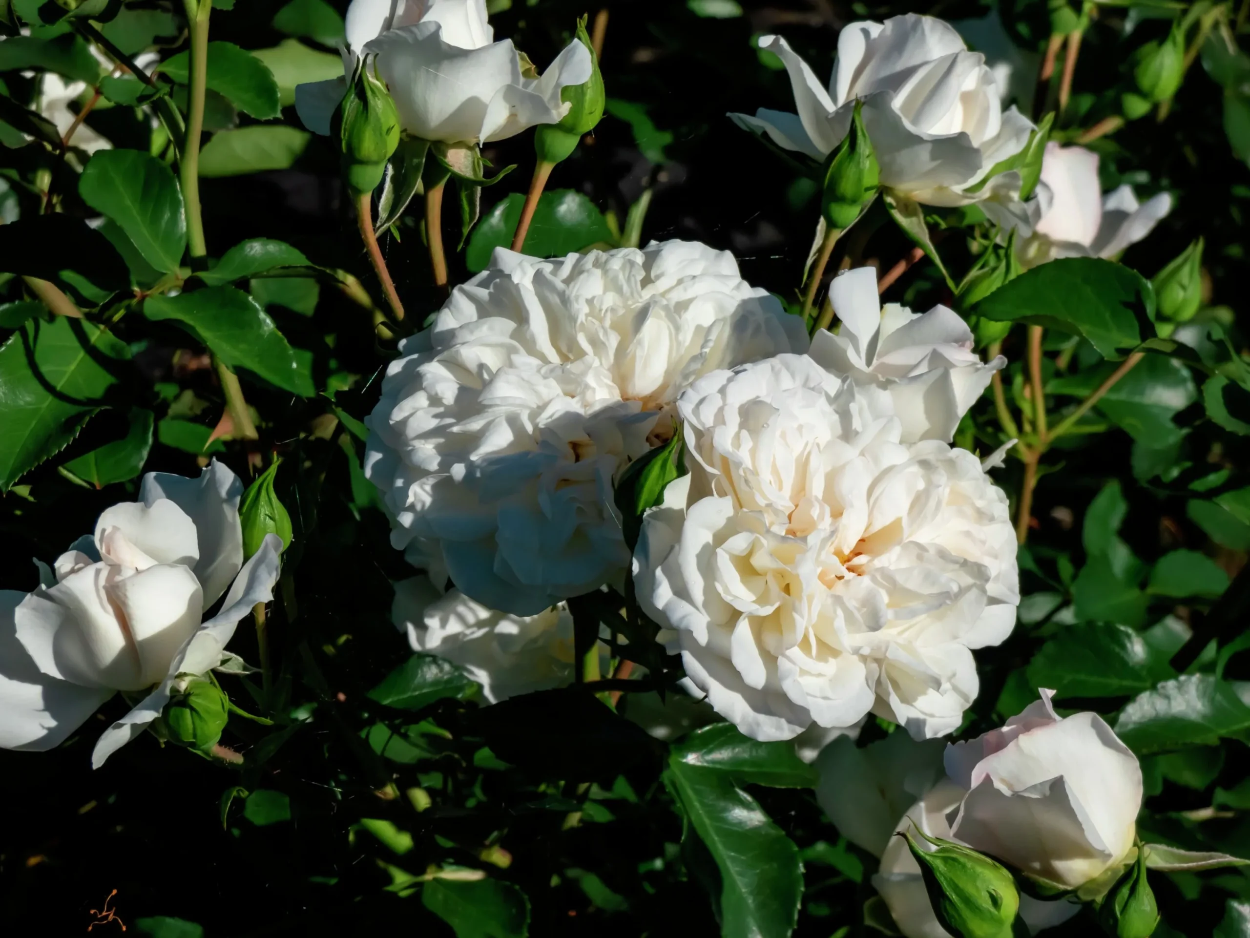 Marktäckande Ros 'White Meidiland' 'Meicoublan' Barrotad>Omnia garden Discount