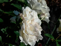Marktäckande Ros 'White Meidiland' 'Meicoublan' Barrotad>Omnia garden Discount