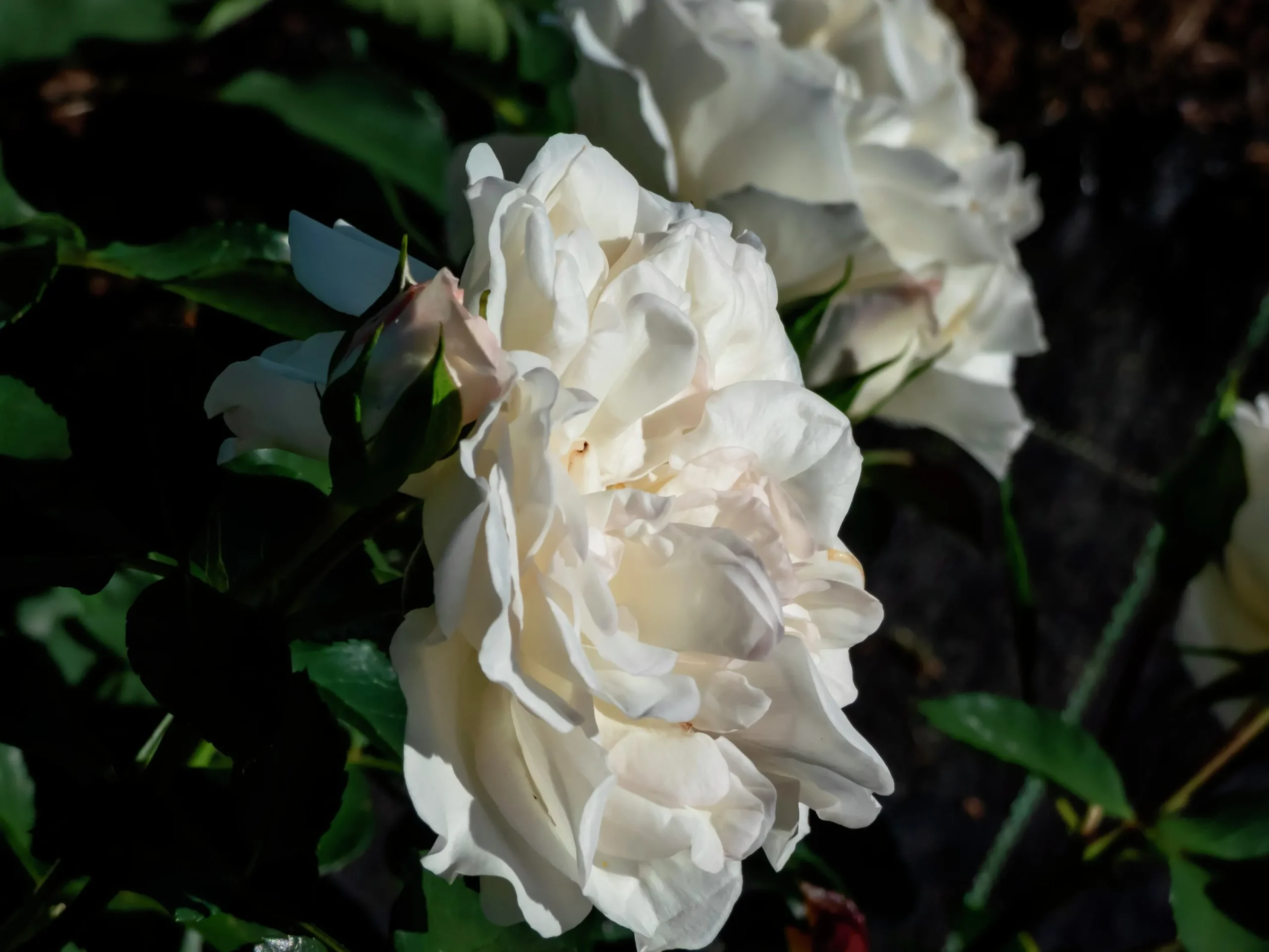 Marktäckande Ros 'White Meidiland' 'Meicoublan' Barrotad>Omnia garden Discount