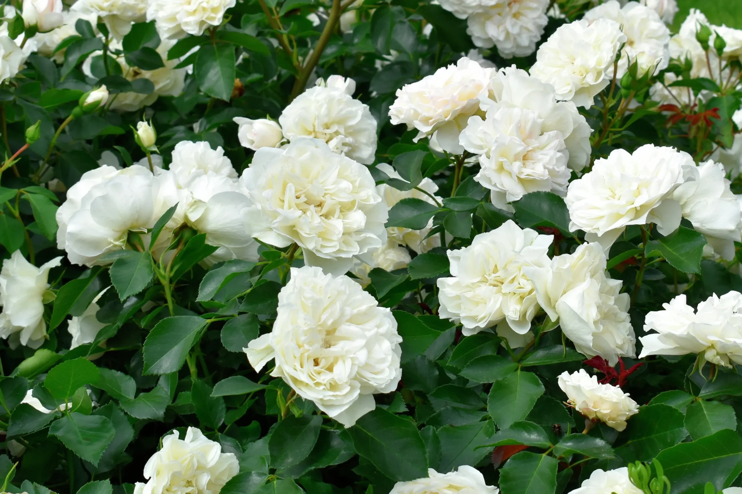 Marktäckande Ros 'White Meidiland' 'Meicoublan' Barrotad>Omnia garden Discount