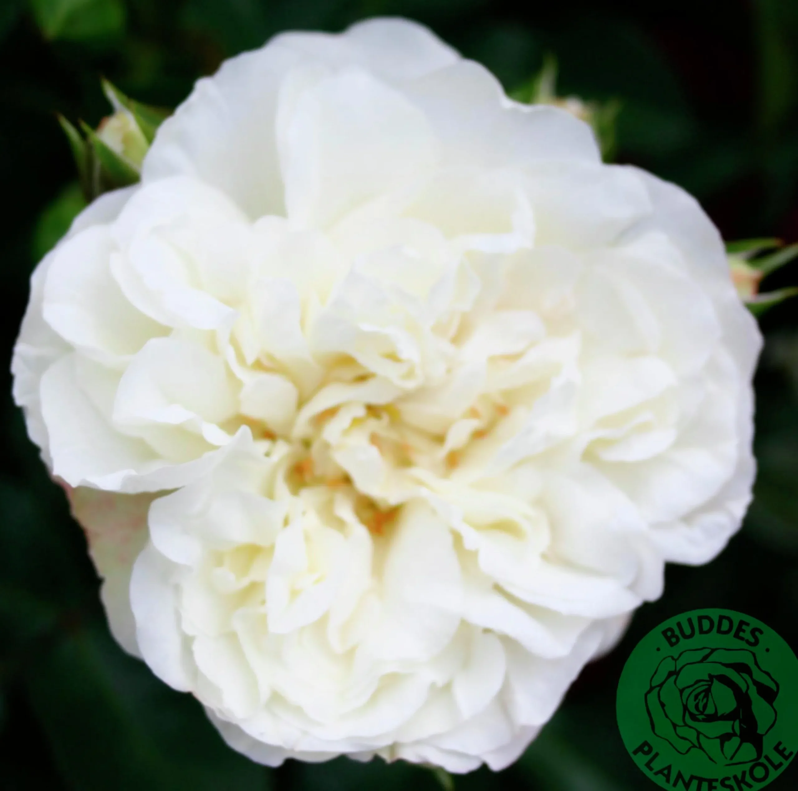 Marktäckande Ros 'White Meidiland' 'Meicoublan' Barrotad>Omnia garden Discount