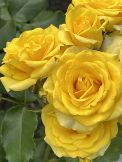 Marktäckande Ros 'Yellow Fairy' 'Poulfair' Barrotad>Omnia garden
