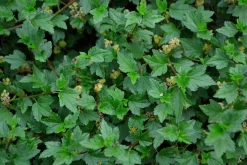 Måbär 'Schmidt' D:9-11cm Krukodlad>Omnia garden Discount