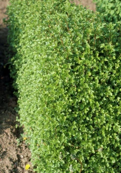 Måbär 'Schmidt' Goliath Barrotad>Omnia garden Sale