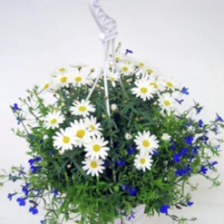 Midsommararrangemang lat. Argyranthemum & Lobelia Ampel Mix>Mäster Grön Online