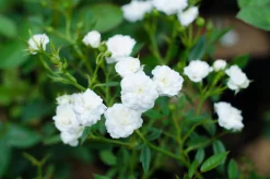 Miniatyrros 'White Fairy' Barrotad>Omnia garden Outlet