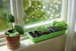 Minidrivhus Window m 4x6st krukceller 47x16cm><noscript><img width=