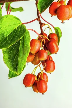 Minikiwi 'Ken's Red'>Omnia garden Outlet