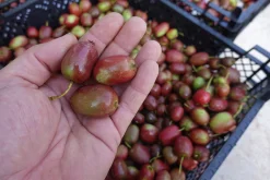 Minikiwi 'Ken's Red'>Omnia garden Outlet