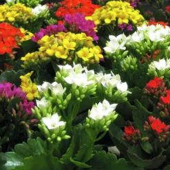 Miniväxter Blommande 6cm kruka>Mäster Grön Discount
