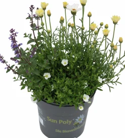 Mixkruka SunPoly 19cm>Danblumen Outlet