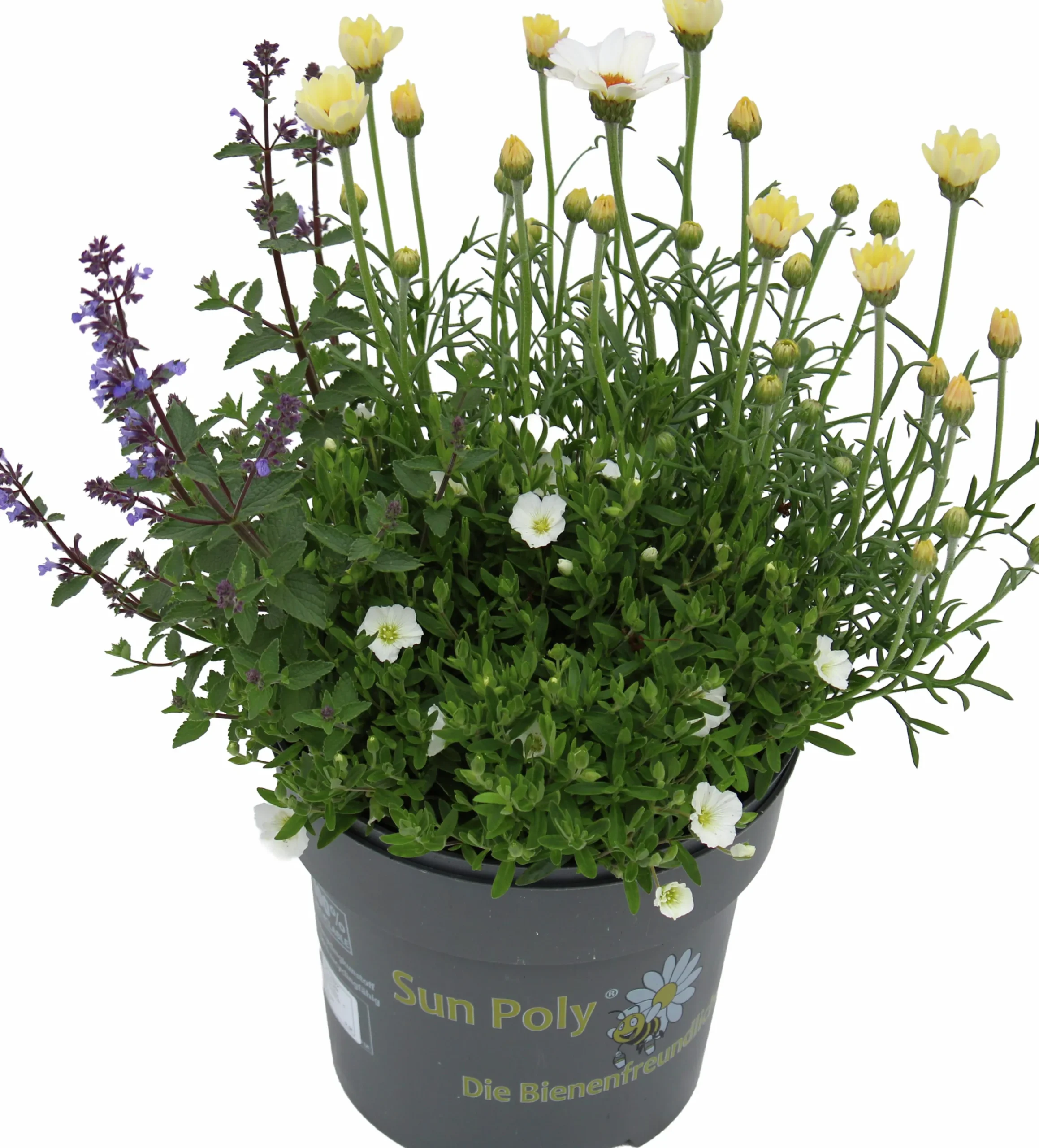 Mixkruka SunPoly 19cm>Danblumen Outlet