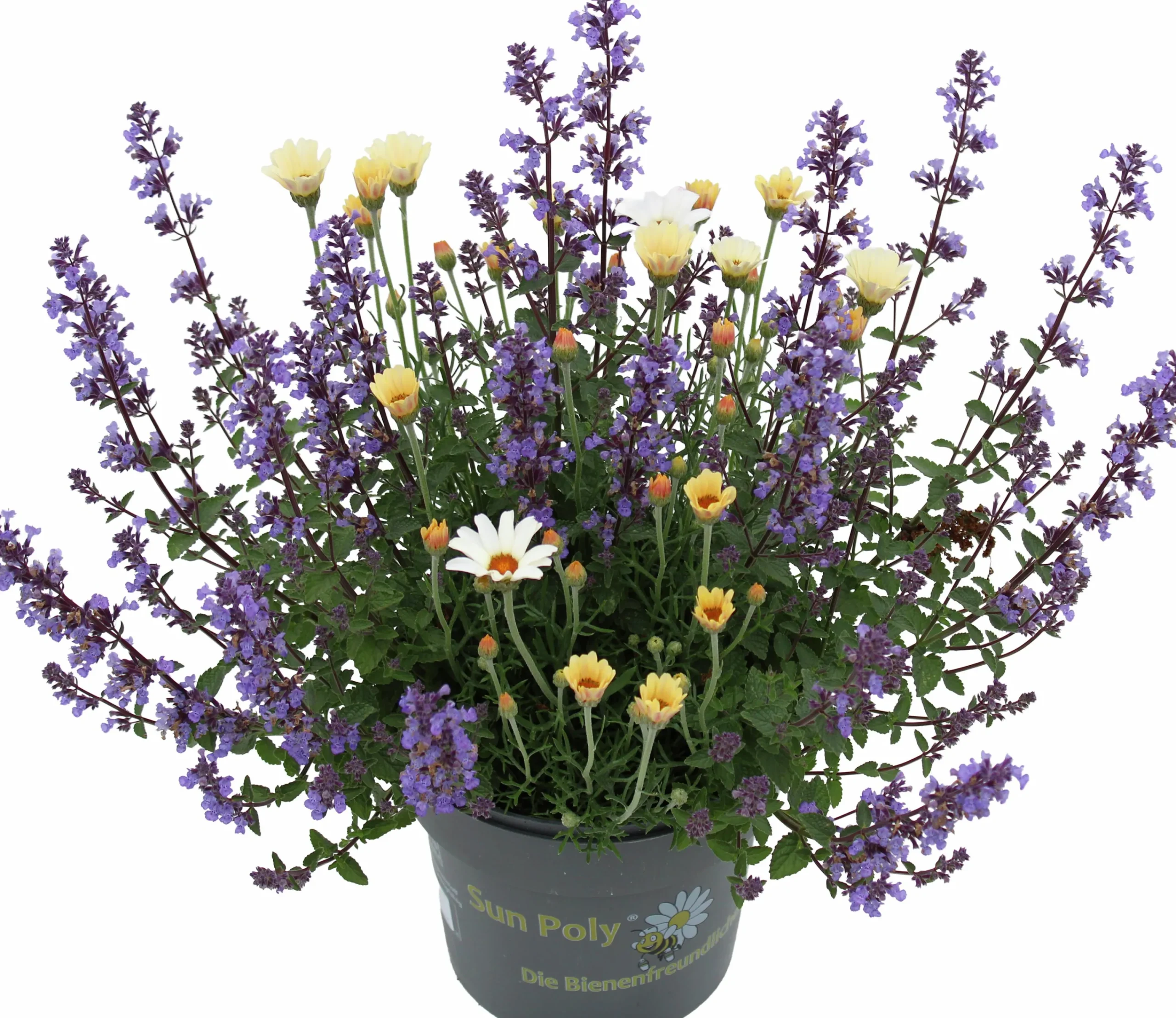 Mixkruka SunPoly 19cm>Danblumen Outlet