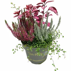 Mixkruka SunPoly 19cm><noscript><img width=