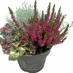 Mixkruka SunPoly 19cm><noscript><img width=
